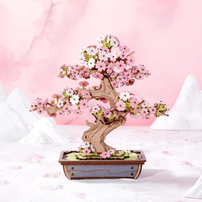 Sakura Bonsai e Bonsai de pinheiro sempre -verde